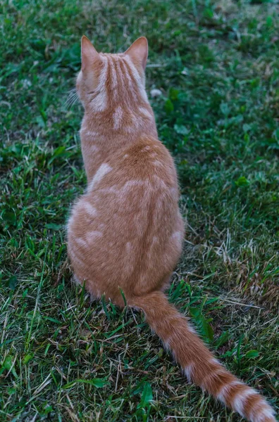 赤い猫が背を向けて草の上に座って. — ストック写真