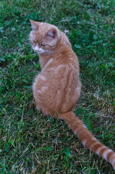 Gatto rosso seduto con la schiena rivolta sull'erba. — Foto Stock