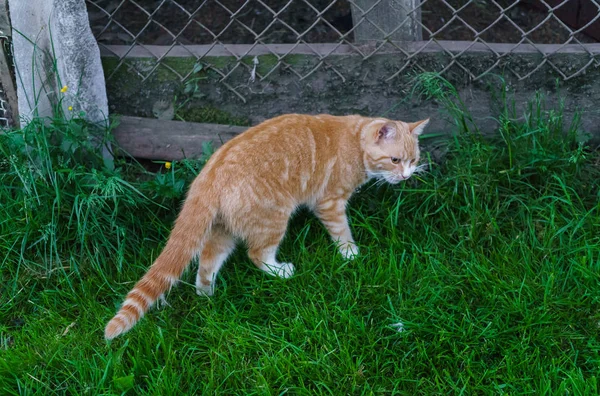 Gatto domestico rosso che cammina attraverso l'erba in giardino . — Foto Stock