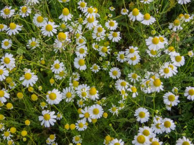 İlaç papatyasının beyaz alanı. Şifalı bitki papatya.
