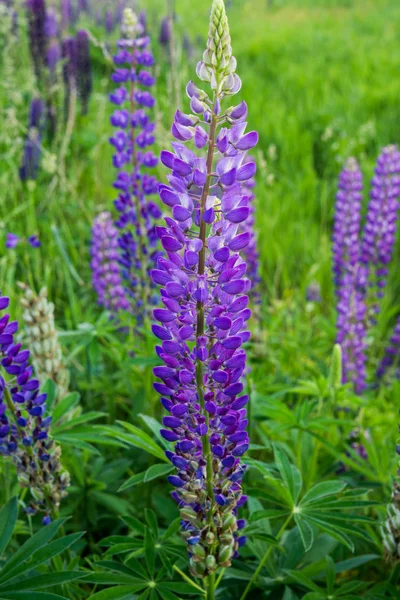 Lupins aux fleurs violettes et bleues dans la prairie . — Photo