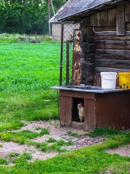 Pollo bianco salito in una cuccia per cani nel villaggio . — Foto Stock
