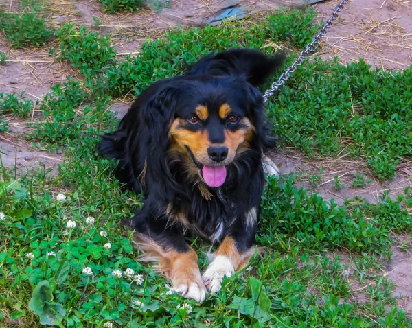 Sevimli köy köpek pooch, zincir üzerinde, bahçesinde korur. — Stok fotoğraf