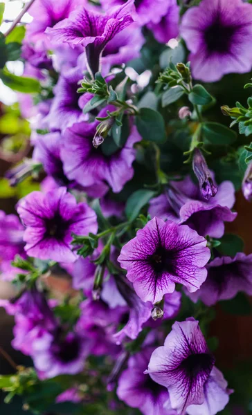 Buquê de petúnias roxas em um vaso de flores . — Fotografia de Stock