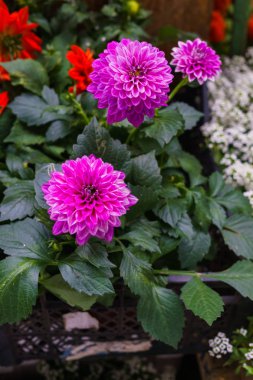 Bir saksıda yaz mor dahlia Fidesi.