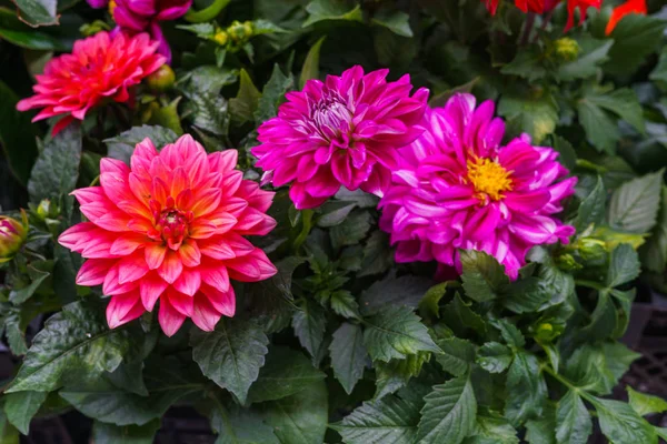 Bir saksıda yaz mor dahlia Fidesi.