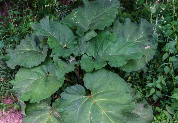 Grandes feuilles vertes de bardane dans la route. Fond vert . — Photo