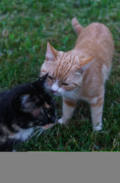 Family of village cats, multi-colored, walking in the garden. — Stock Photo, Image