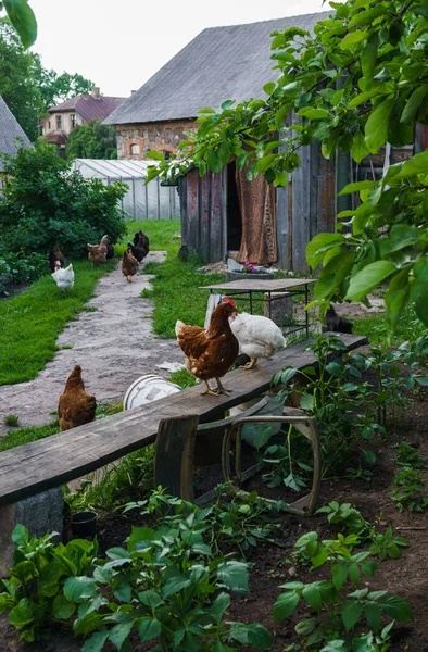 Chickens in the yard sit on the bench and walk along the path. — Stock Photo, Image