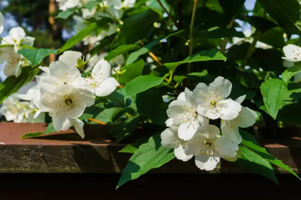 Jasminstrauch bestreut mit weißen Blüten im Garten. — Stockfoto