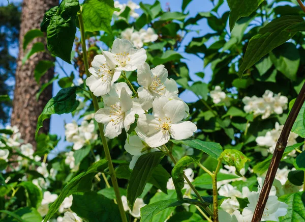 Arbusto de jazmín espolvoreado con flores blancas en el jardín . —  Fotos de Stock