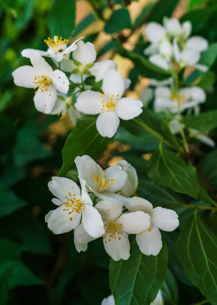 Arbusto de jazmín espolvoreado con flores blancas en el jardín  . —  Fotos de Stock