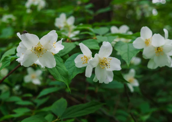 Arbusto de jazmín espolvoreado con flores blancas en el jardín  . —  Fotos de Stock