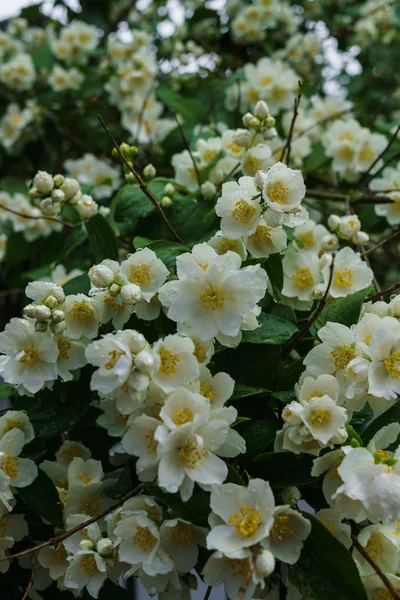 Jasmine bush sprinkled with white flowers in the garden after the rain. — Stock Photo, Image