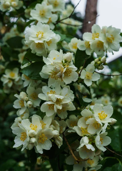 Jasmim arbusto polvilhado com flores brancas no jardim após a chuva . — Fotografia de Stock