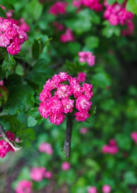 Pembe çiçeklerile bir bahçede dekoratif bir alıç Dalları.