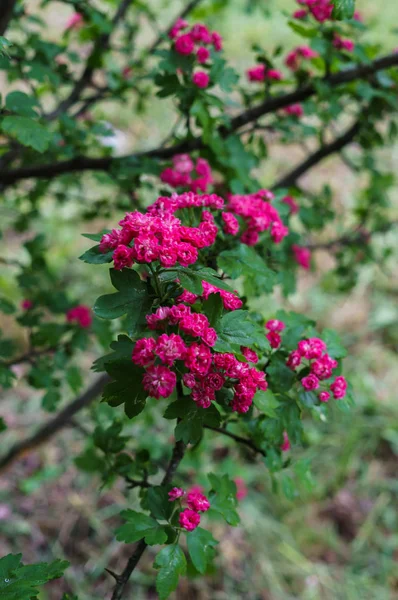 ピンクの花と庭の装飾的な鷹の枝. — ストック写真