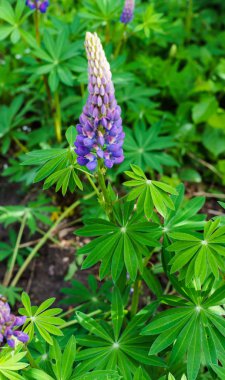 Oklar menekşe-pembe lupine çiçekleri üst bakıyor. Güzel çiçekli.