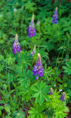 Oklar menekşe-pembe lupine çiçekleri üst bakıyor. Güzel çiçekli.