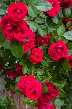 Bahçedeki çalılıkta bir demet güzel kırmızı gül.