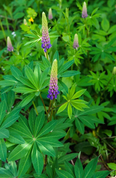 Frecce viola-rosa fiori di lupino che fissano la parte superiore. Bella fioritura . — Foto Stock