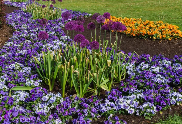 Camas de flores multicoloridas de pálidas e outras flores no parque da cidade . — Fotografia de Stock