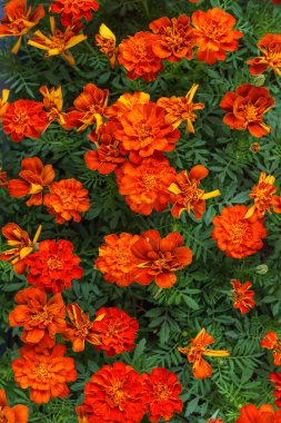 Çiftçi pazarında saksılarda çiçek fidesi. Kırmızı-turuncu kadife çiçeği.