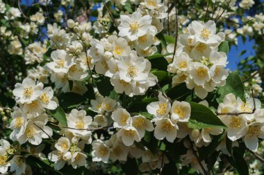 Yasemin çalı mavi gökyüzüne karşı bahçede beyaz çiçekler serpilir.