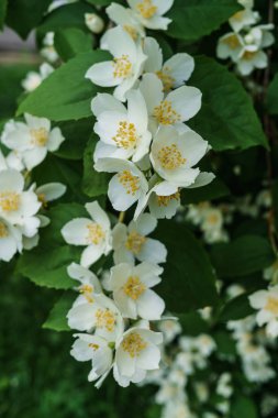 Yasemin çalı bahçede beyaz çiçekler serpilir .