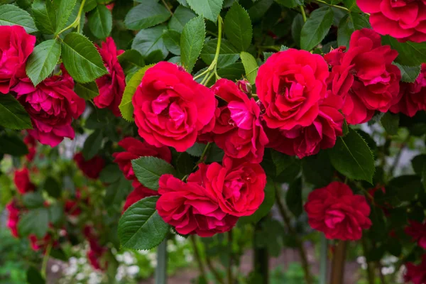 花园里的灌木丛上一束美丽的红玫瑰. — 图库照片
