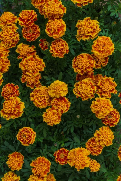 Bloem zaailingen in potten op de boerenmarkt. Oranje goudsbloemen. — Stockfoto