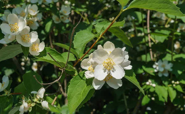 Жасмин куст посыпанный белыми цветами в саду против голубого неба . — стоковое фото