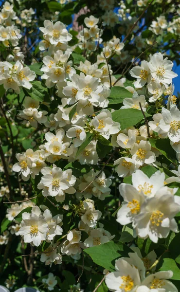 Yasemin çalı mavi gökyüzüne karşı bahçede beyaz çiçekler serpilir. — Stok fotoğraf