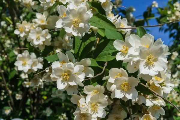 Arbusto de jazmín rociado con flores blancas en el jardín contra el cielo azul . —  Fotos de Stock