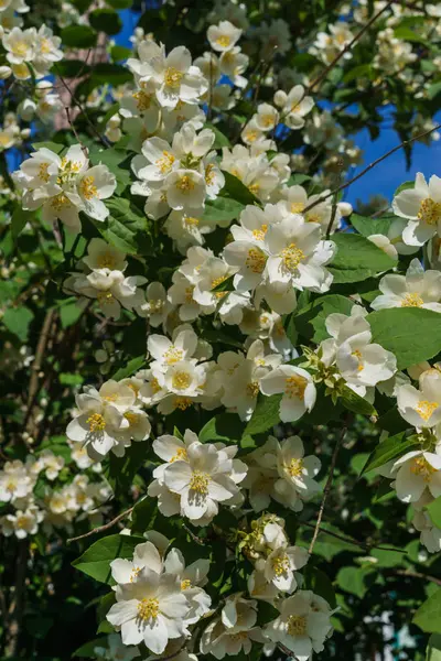 Arbusto de jazmín rociado con flores blancas en el jardín contra el cielo azul . —  Fotos de Stock