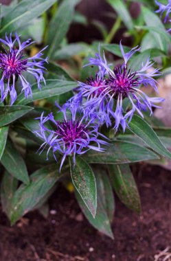 Yaz ortasında bahçede çiçek bahçe cornflowers.