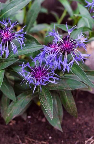 Yaz ortasında bahçede çiçek bahçe cornflowers.