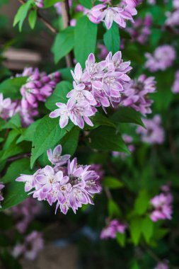 Yaz aylarında dekoratif pembe yasemin güzel dalları.