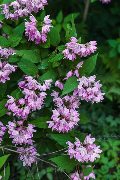 Красивые ветви декоративного розового жасмина летом . — стоковое фото