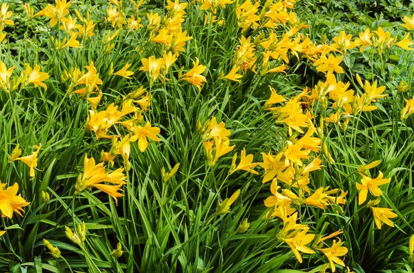 Blüten gelber Taglilien im Garten mitten im Sommer. — Stockfoto