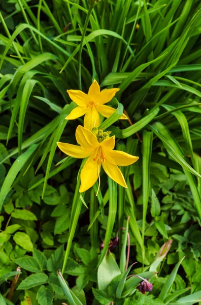 Bloemen van gele Daglelies in de tuin in het midden van de zomer. — Stockfoto