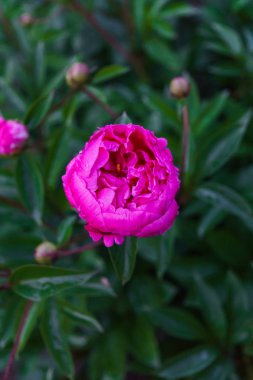 Yeşil yaprakların ortasında pembe şakayık lüks tomurcuk.