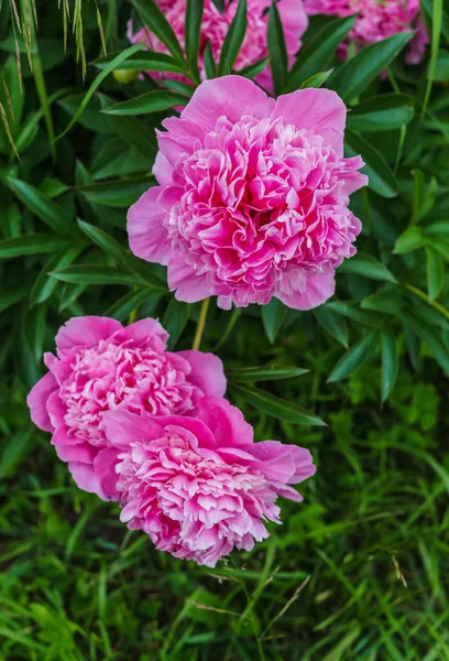 Luxurious flowers of pink peony in the midst of green leaves. — Stock Photo, Image
