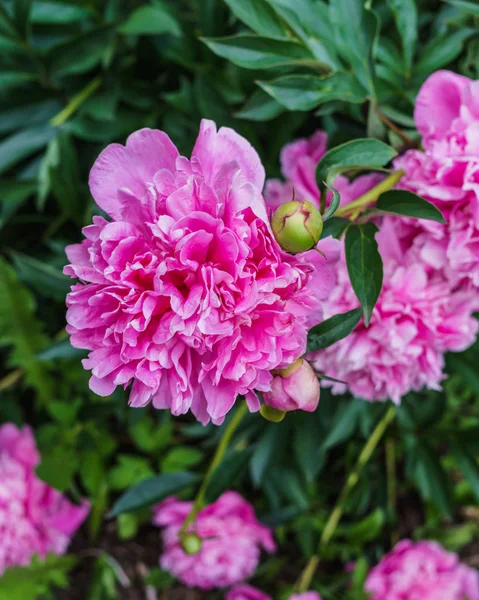 緑の葉の真っ只中にピンクのピオニーの豪華な花. — ストック写真