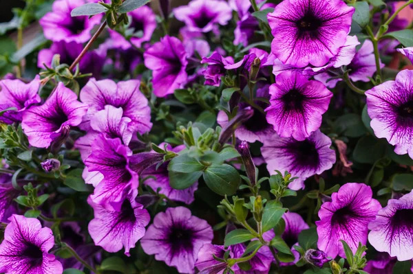 Bouquet of purple petunias in a flower pot. — Stock Photo, Image