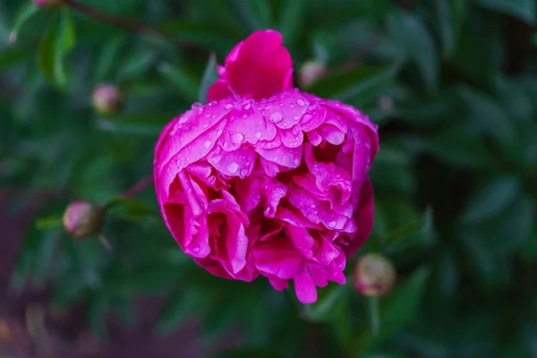 Bud luxuoso de peônia rosa no meio de folhas verdes . — Fotografia de Stock