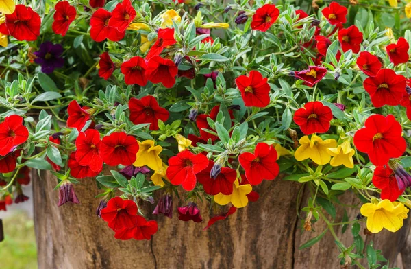 Colorful petunia flowers in the garden, red,purple and yellow fresh flowers in the garden on a sunny day. — Stock Photo, Image