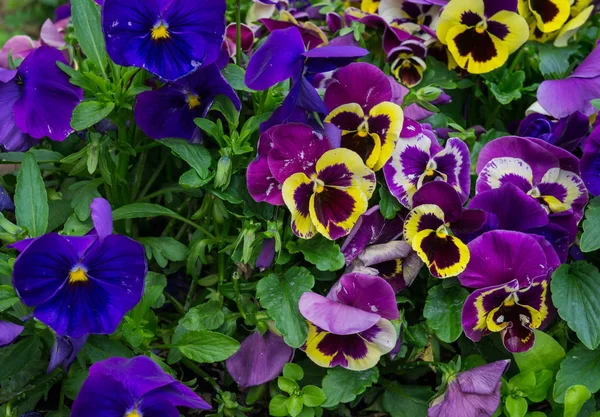 紫色のパンジーの背景。夏の花壇の美しいデザイン. — ストック写真