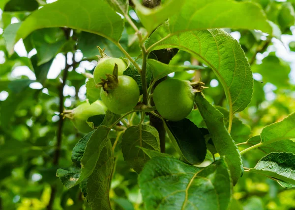 Frutos entrelazados después de la floración de manzanas verdes en la rama . — Foto de Stock