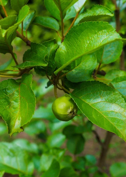 Φρούτα ενωμένα μετά την ανθοφορία των πράσινων μήλων στο κλαδί. — Φωτογραφία Αρχείου